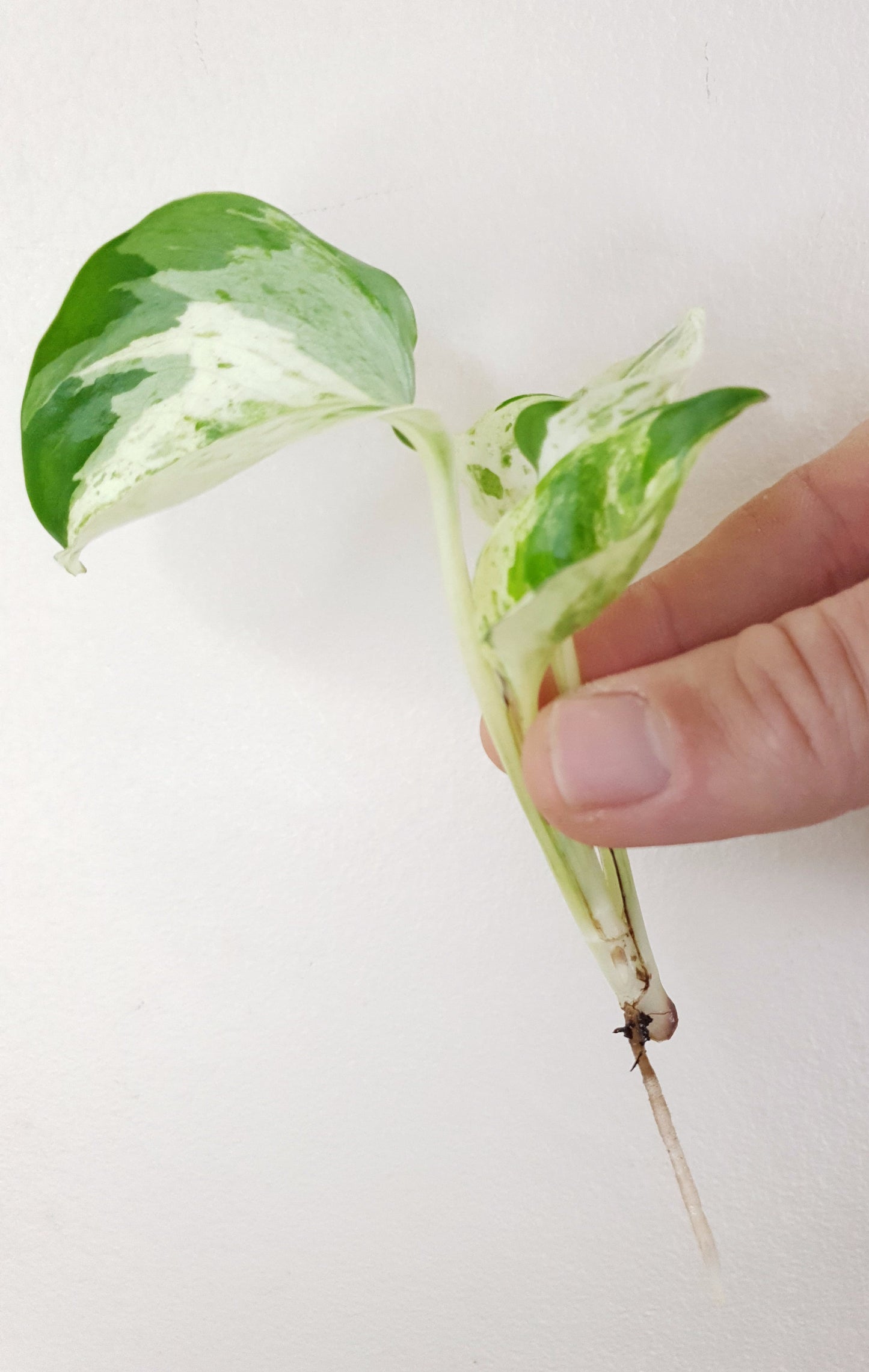 Epipremnum Pinnatum 'Happy Leaf' ~ Rooted Cutting