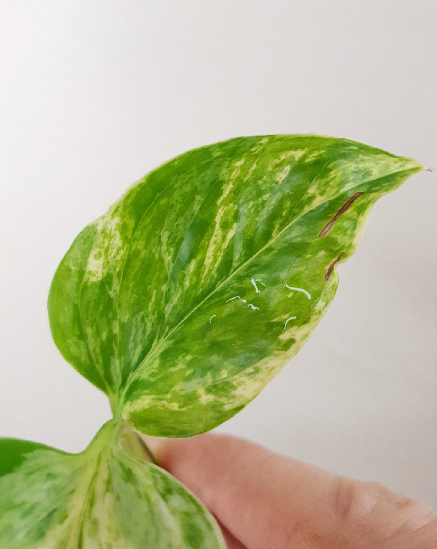 Epipremnum Pinnatum 'Marble Queen' ~ Rooted Cutting