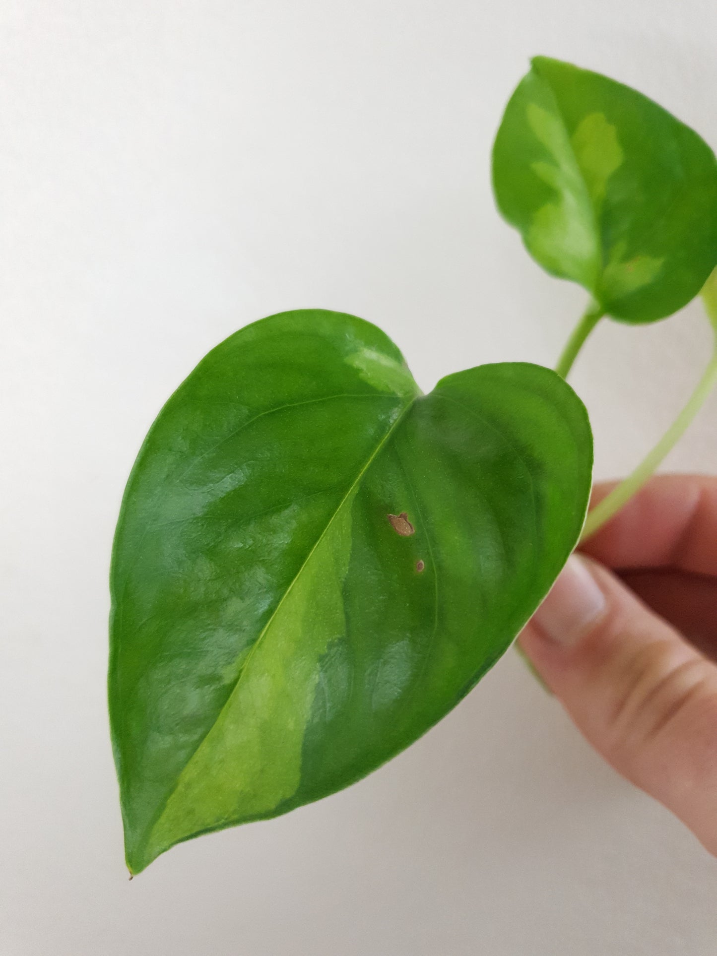 Epipremnum Pinnatum 'Global Green' ~ Rooted Cutting