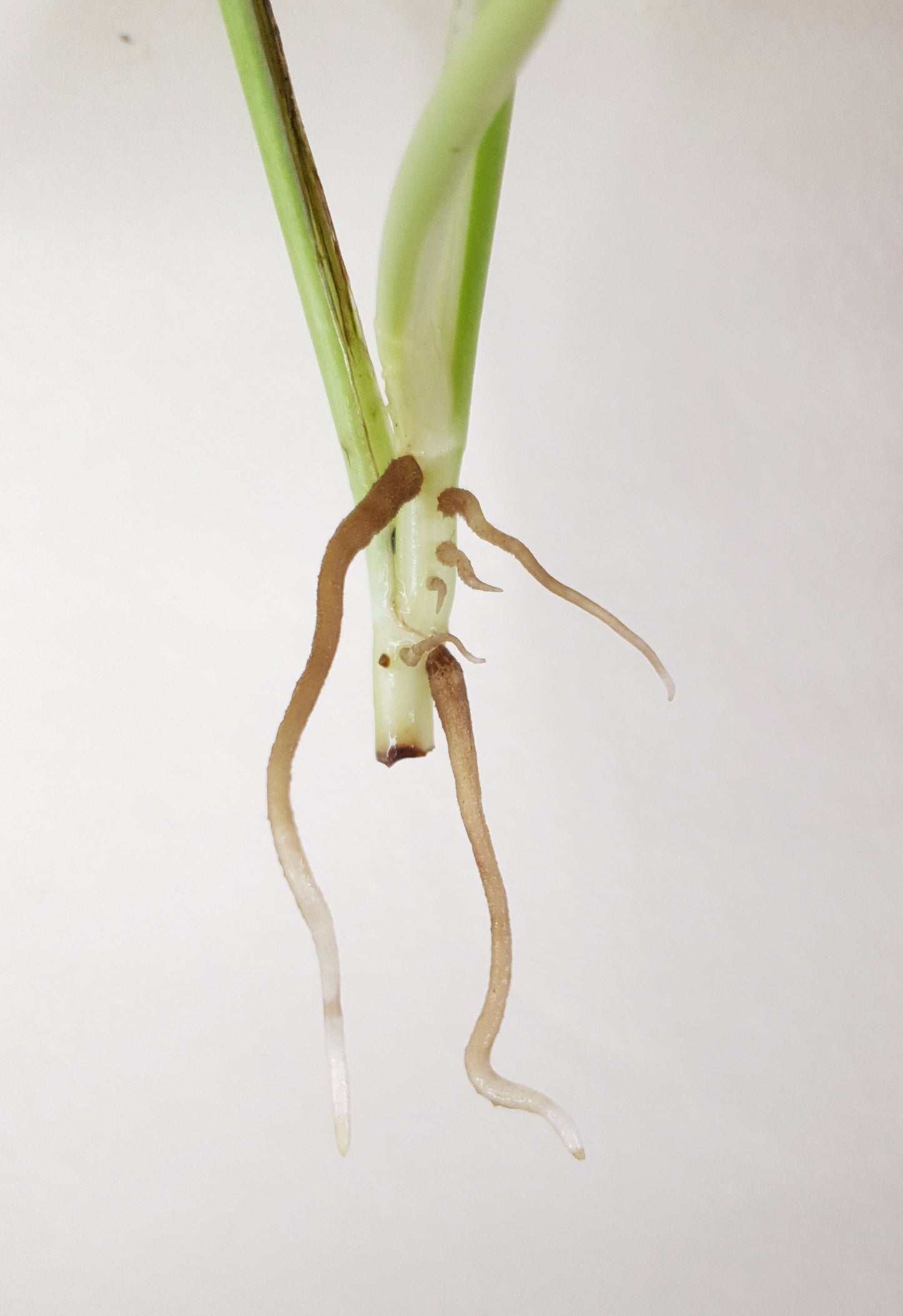 Epipremnum Pinnatum 'Global Green' ~ Rooted Cutting