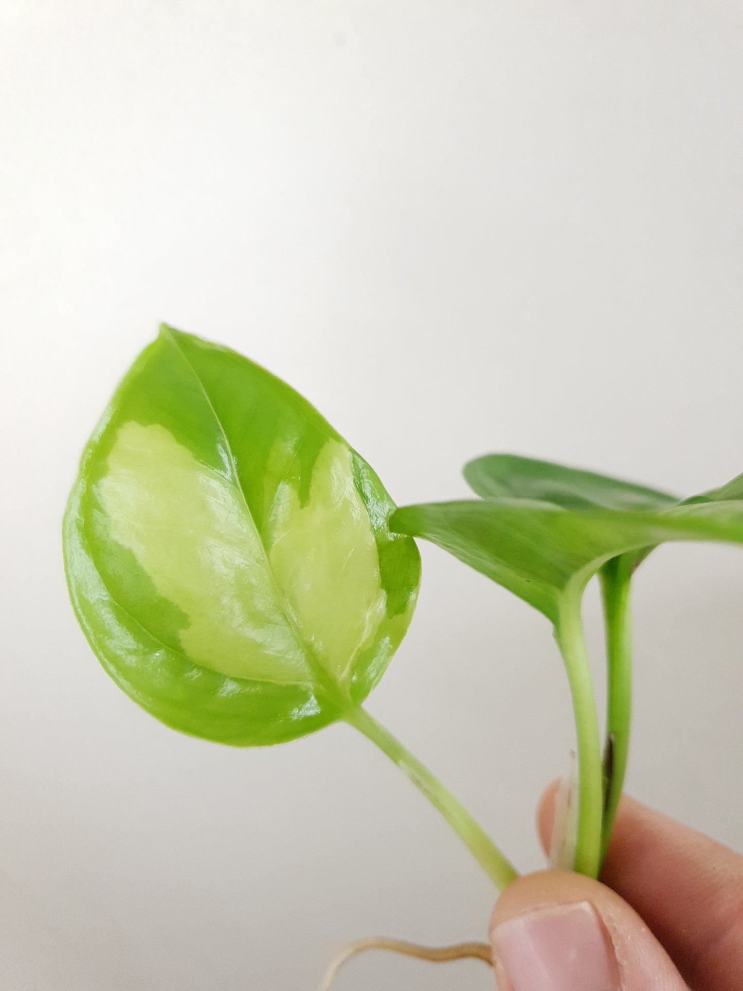 Epipremnum Pinnatum 'Global Green' ~ Rooted Cutting