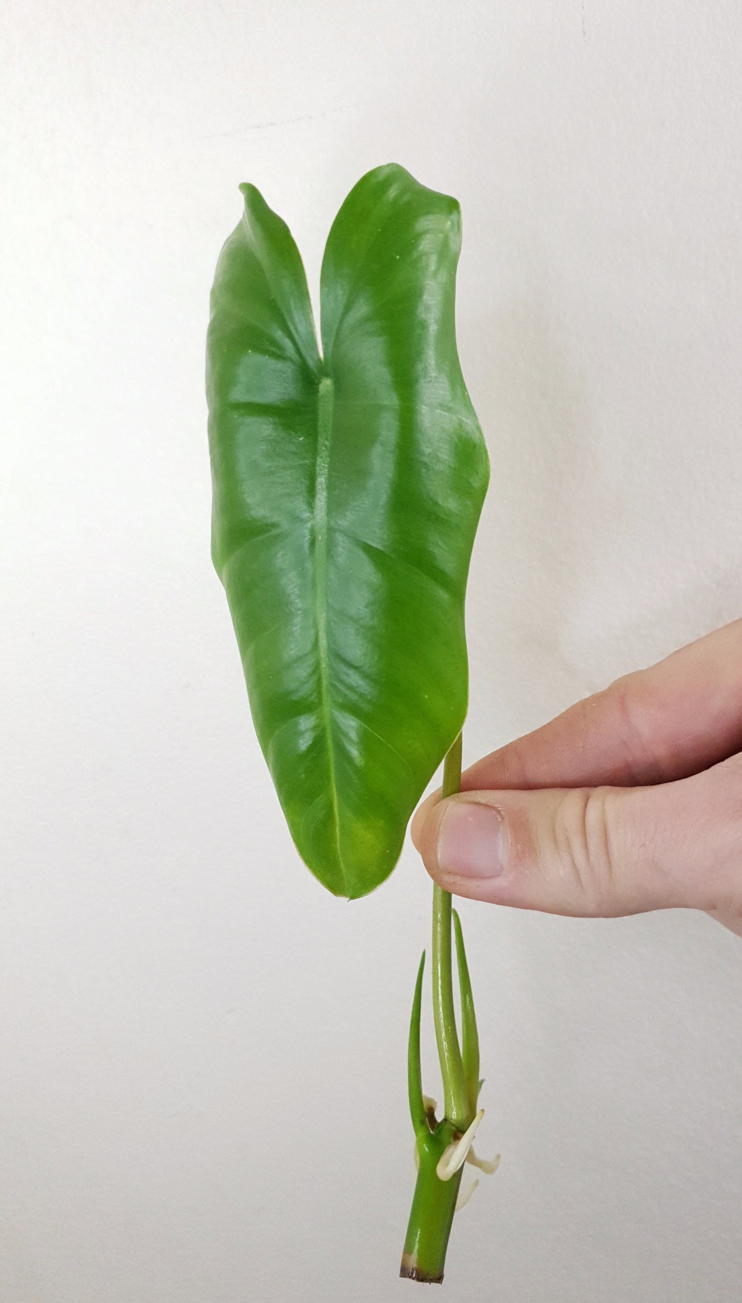 Philodendron Burle Marx ~ Rooted Cutting