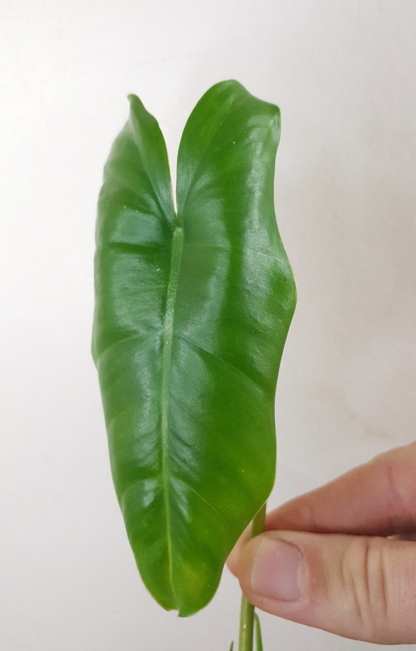 Philodendron Burle Marx ~ Rooted Cutting