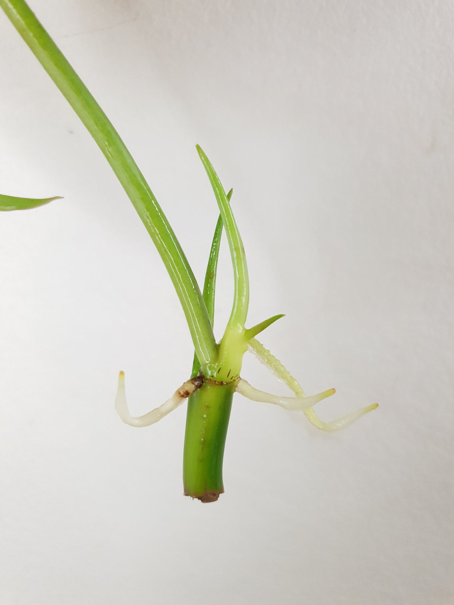 Philodendron Burle Marx ~ Rooted Cutting