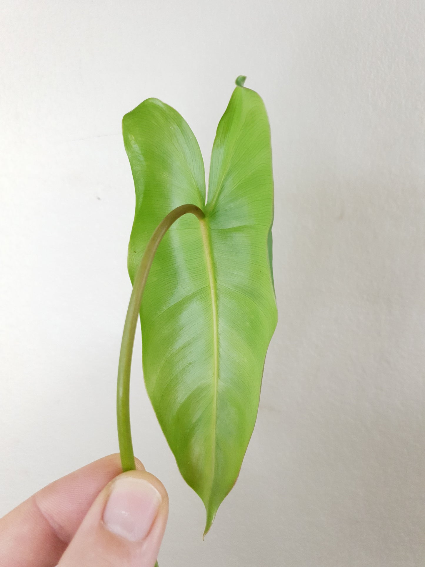 Philodendron Burle Marx ~ Rooted Cutting