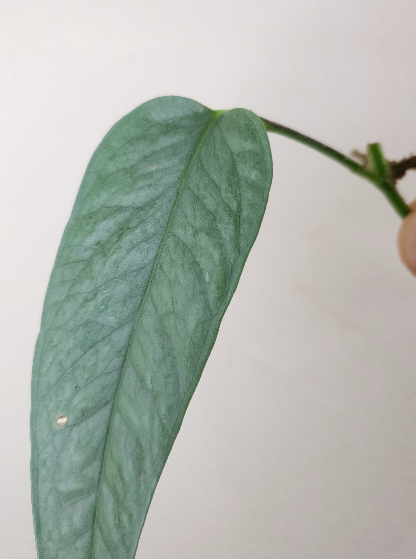 Epipremnum Pinnatum Cebu Blue ~ Rooted Cutting