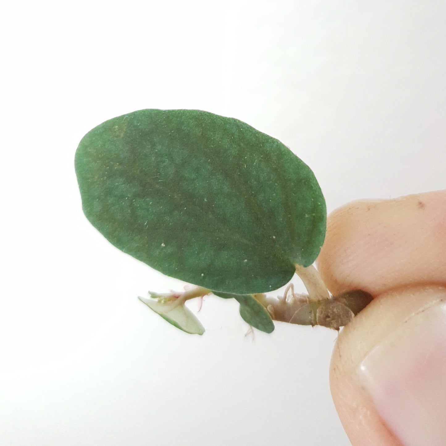 Pellionia Pulchra 'Watermelon Vine' ~ Rooted Cutting