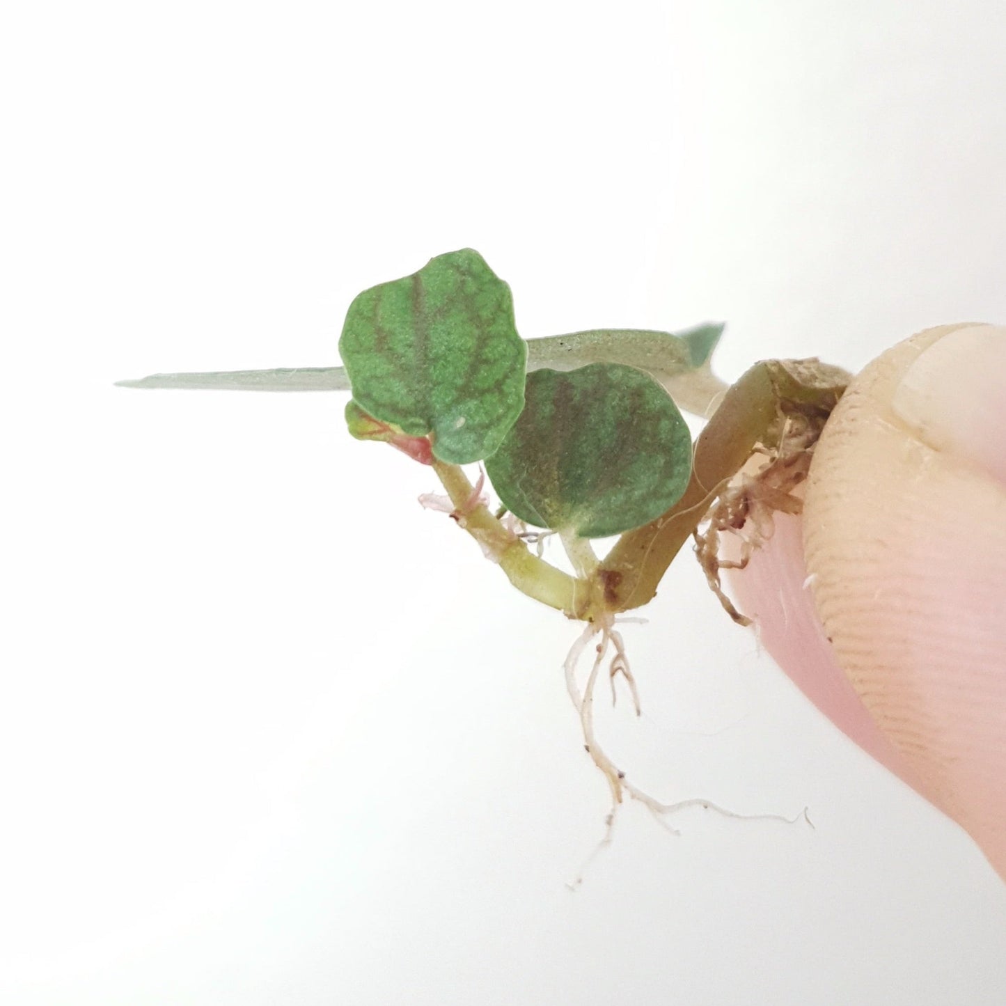 Pellionia Pulchra 'Watermelon Vine' ~ Rooted Cutting