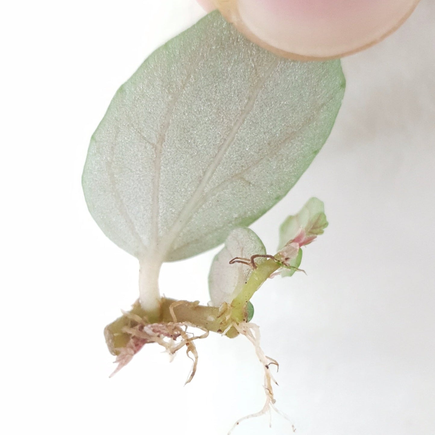 Pellionia Pulchra 'Watermelon Vine' ~ Rooted Cutting