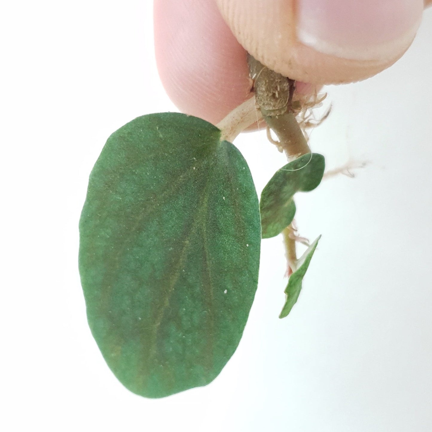 Pellionia Pulchra 'Watermelon Vine' ~ Rooted Cutting