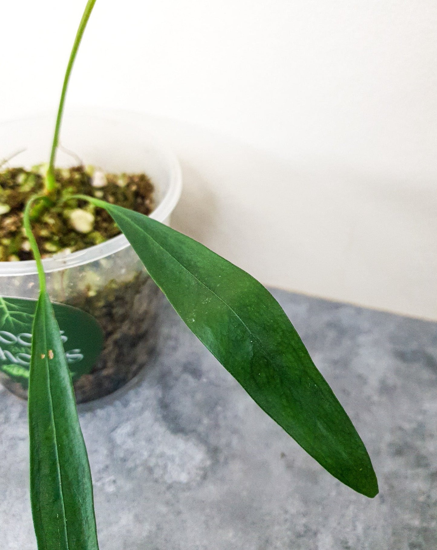 Anthurium Pendens