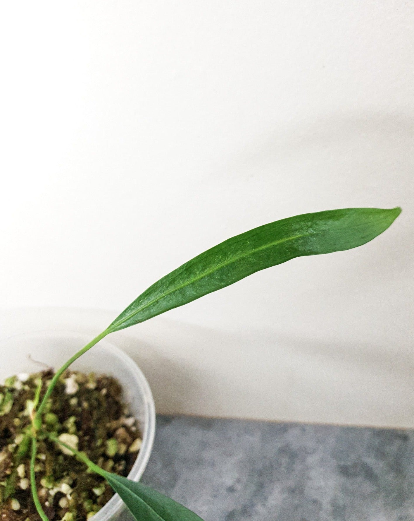 Anthurium Pendens