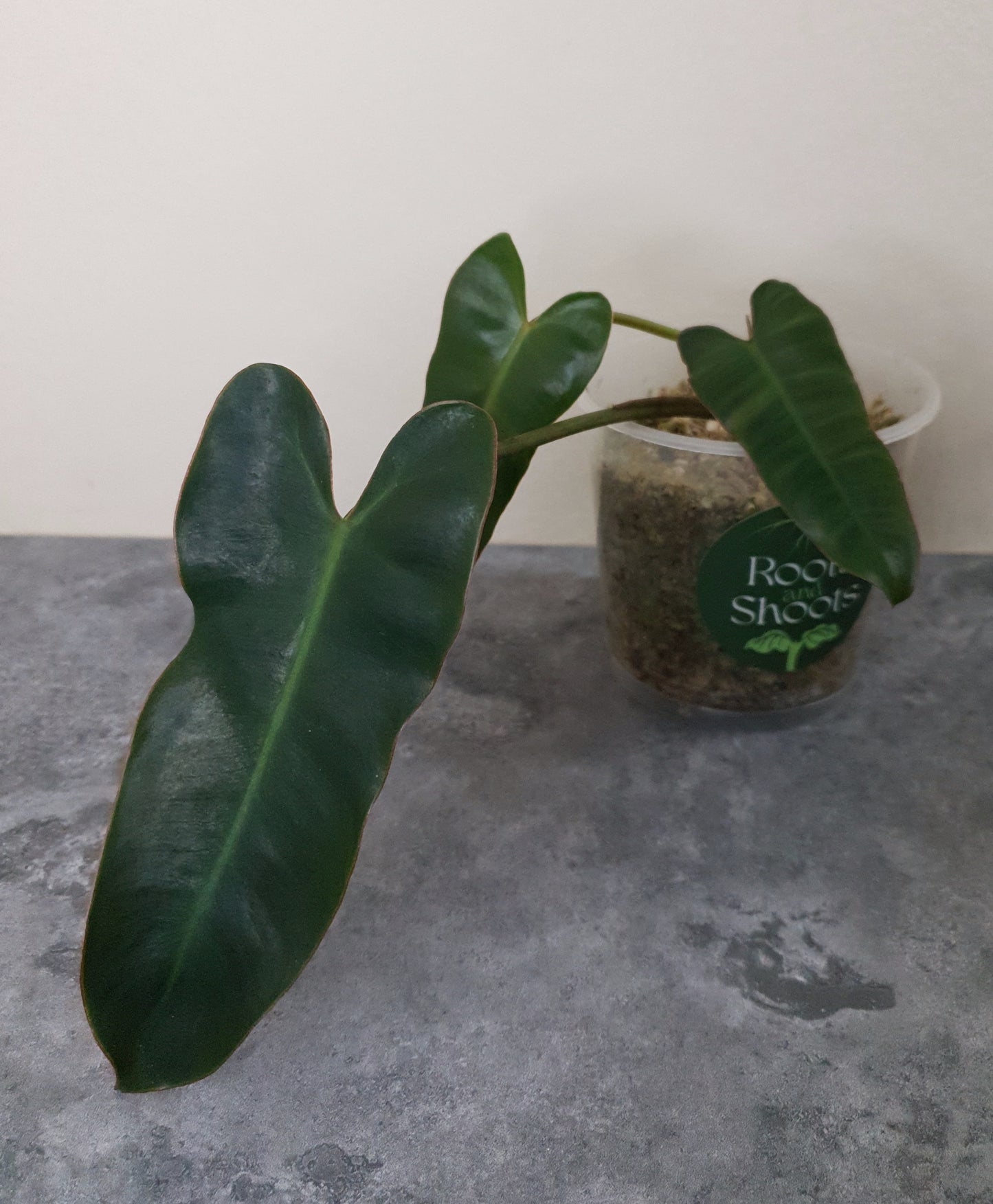 Philodendron Billietiae x Atabapoense