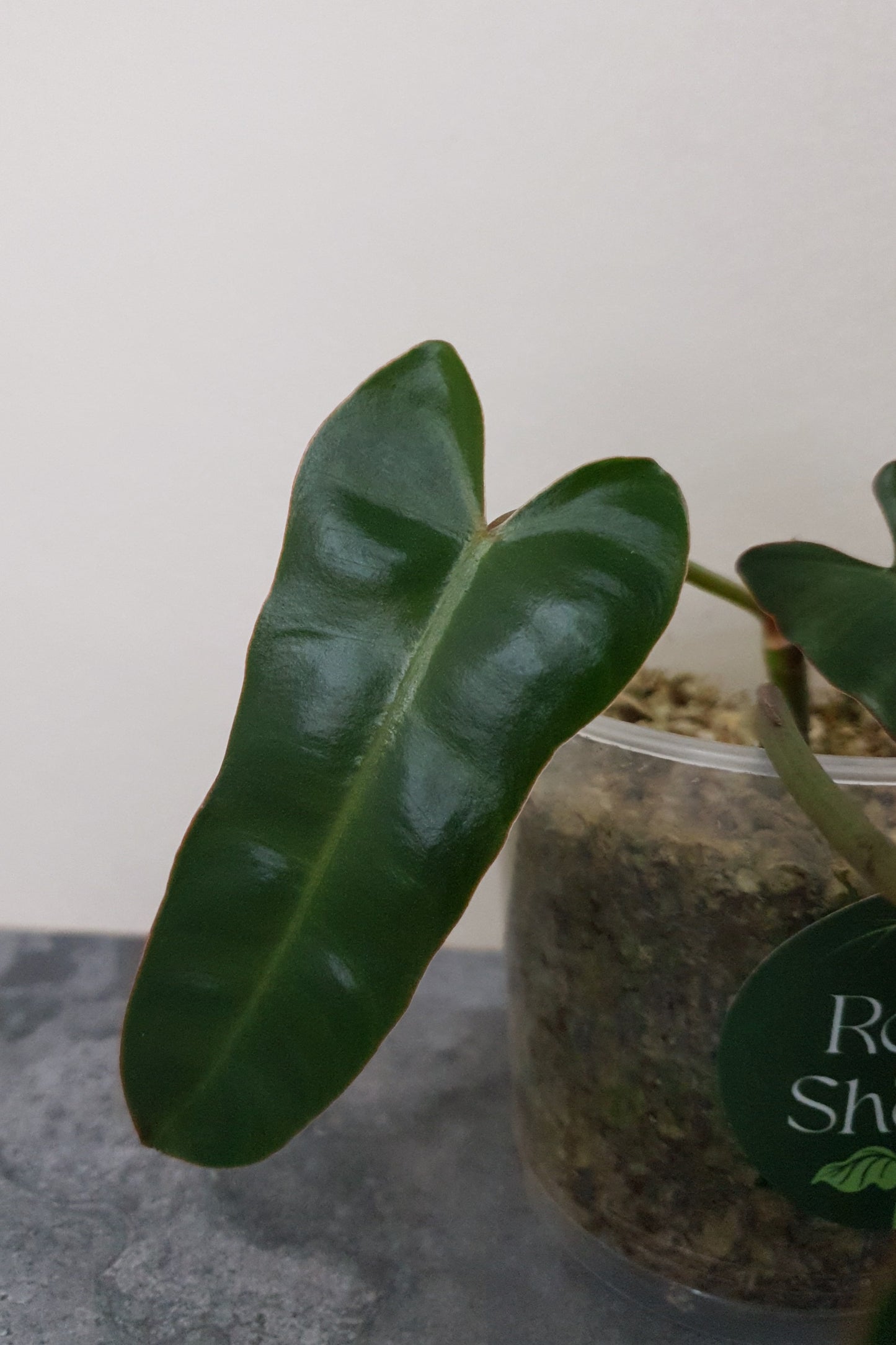 Philodendron Billietiae x Atabapoense