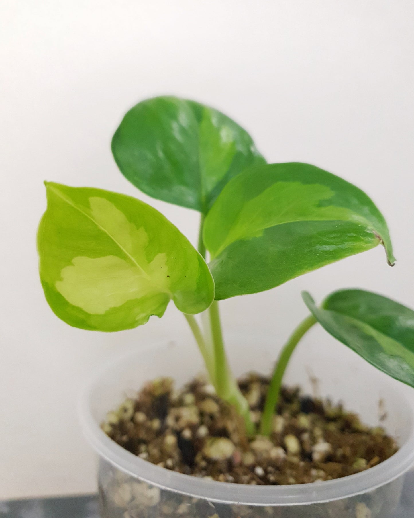 Epipremnum Pinnatum 'Global Green'