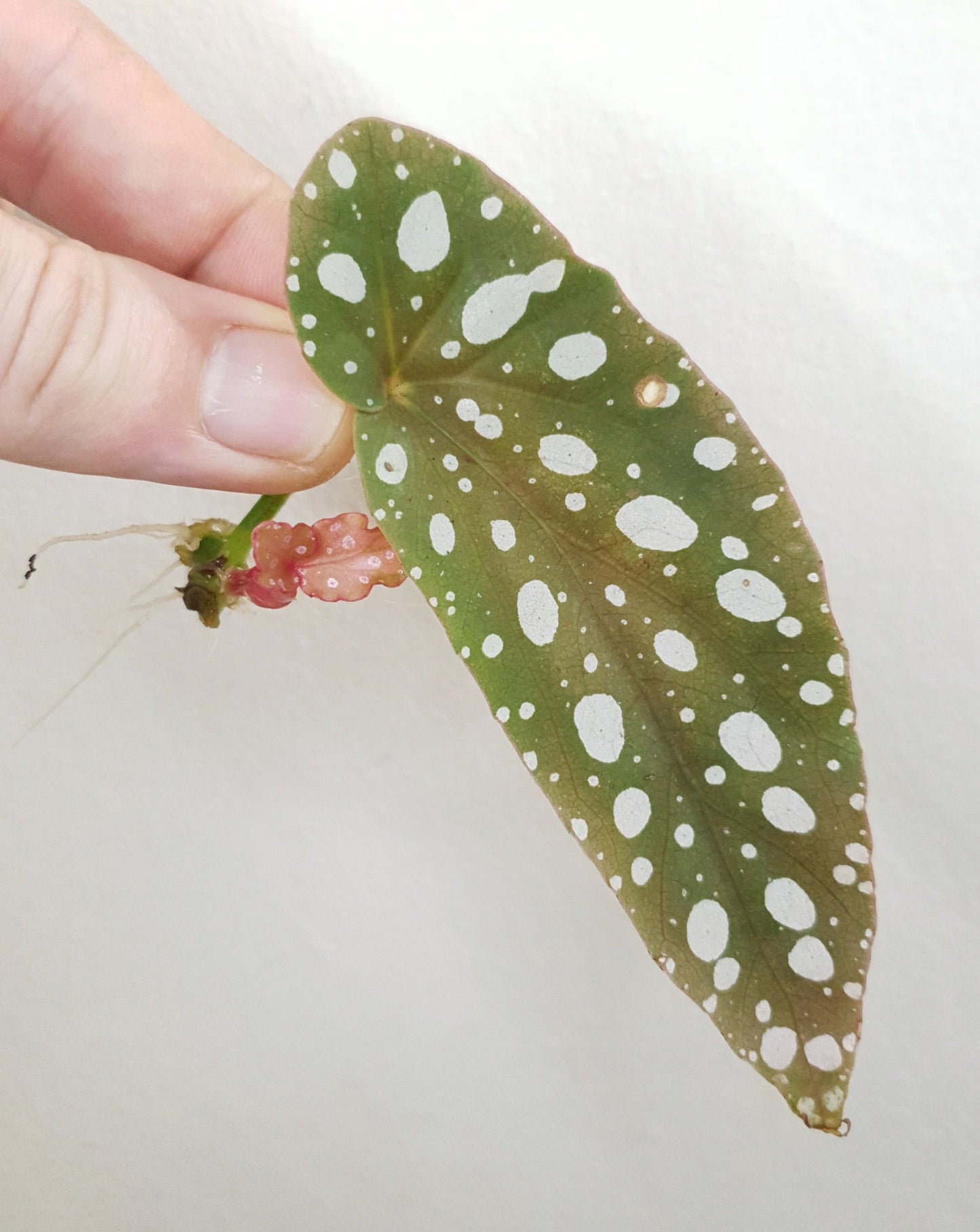 Begonia Maculata ~ Rooted Cutting