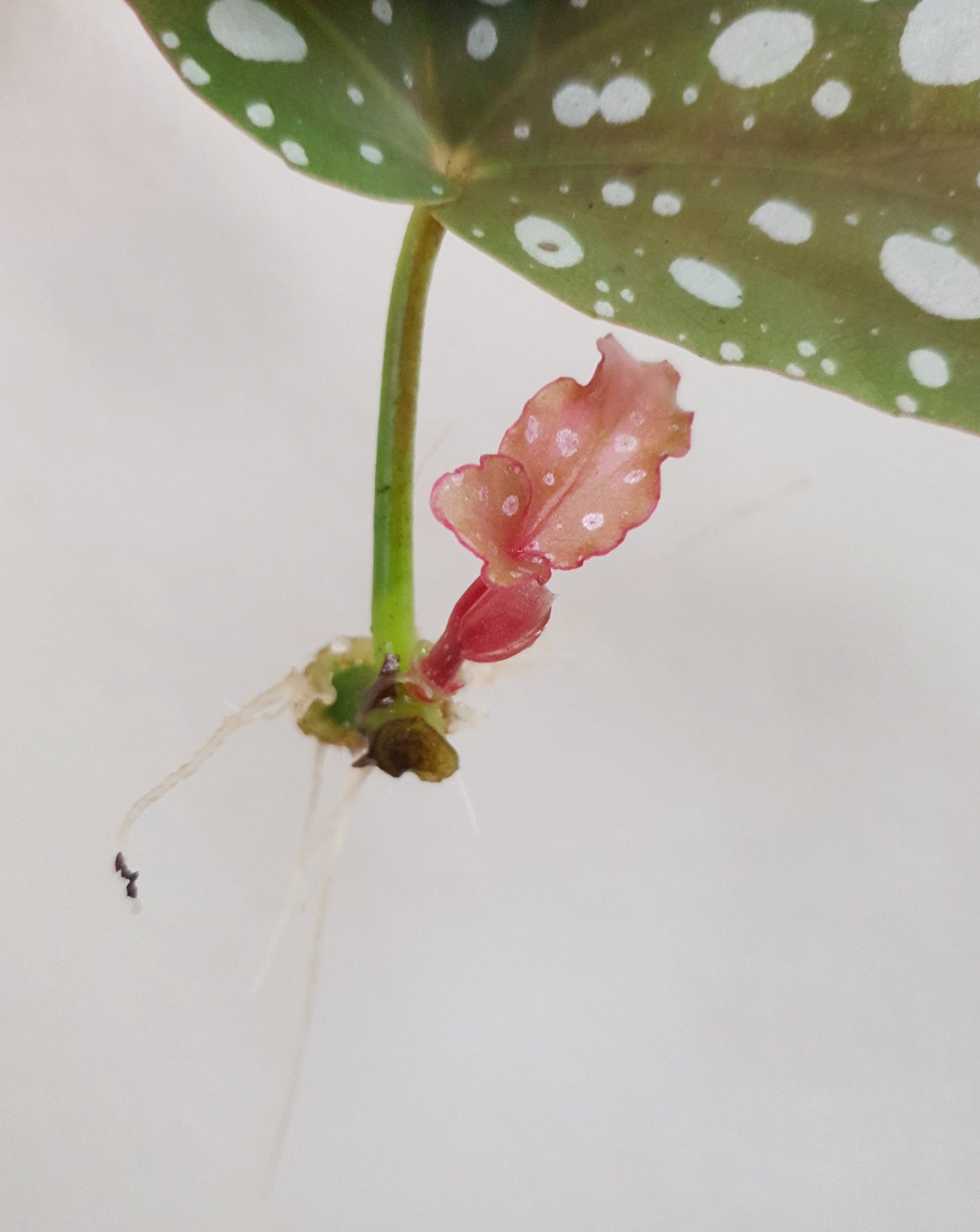 Begonia Maculata ~ Rooted Cutting