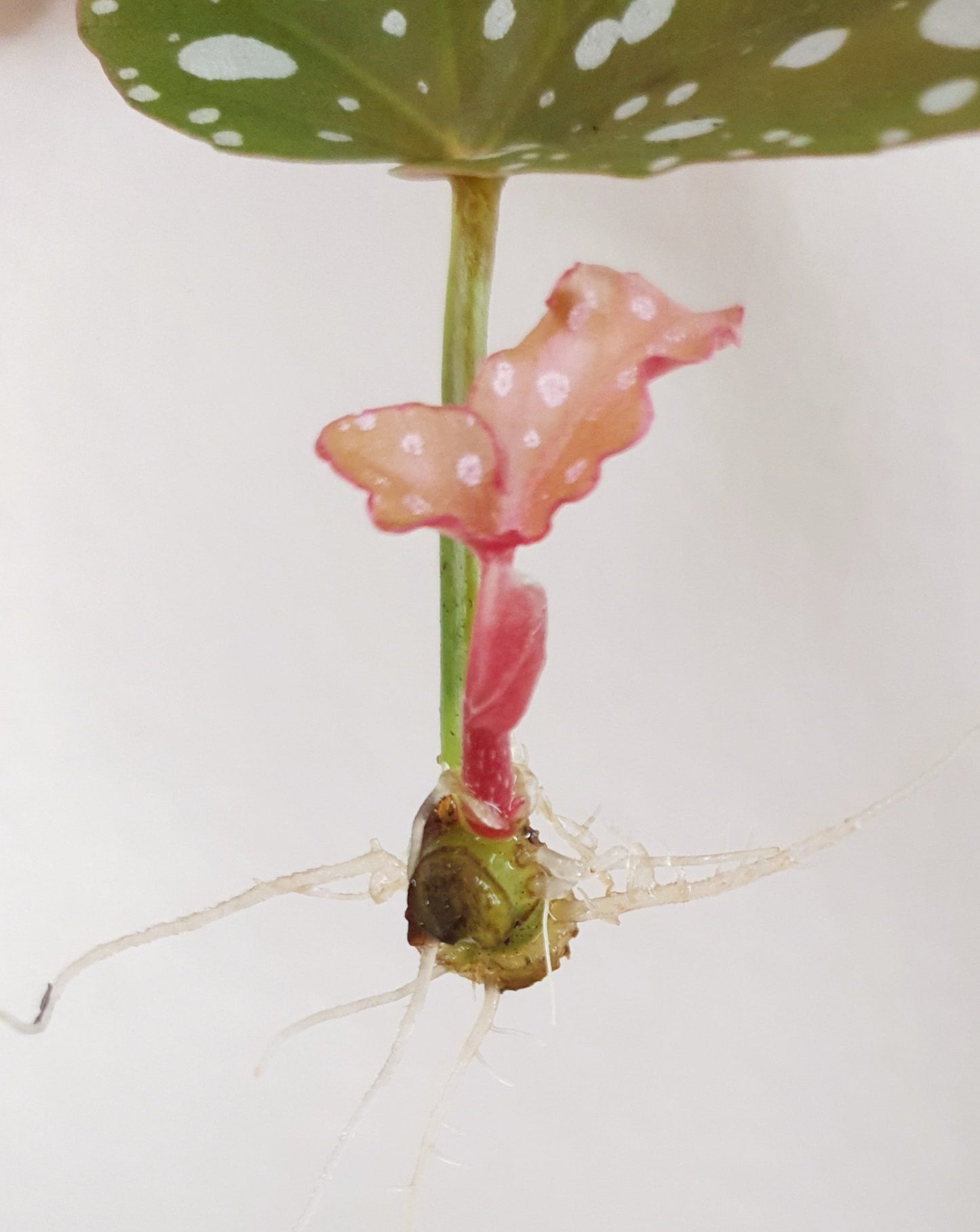 Begonia Maculata ~ Rooted Cutting