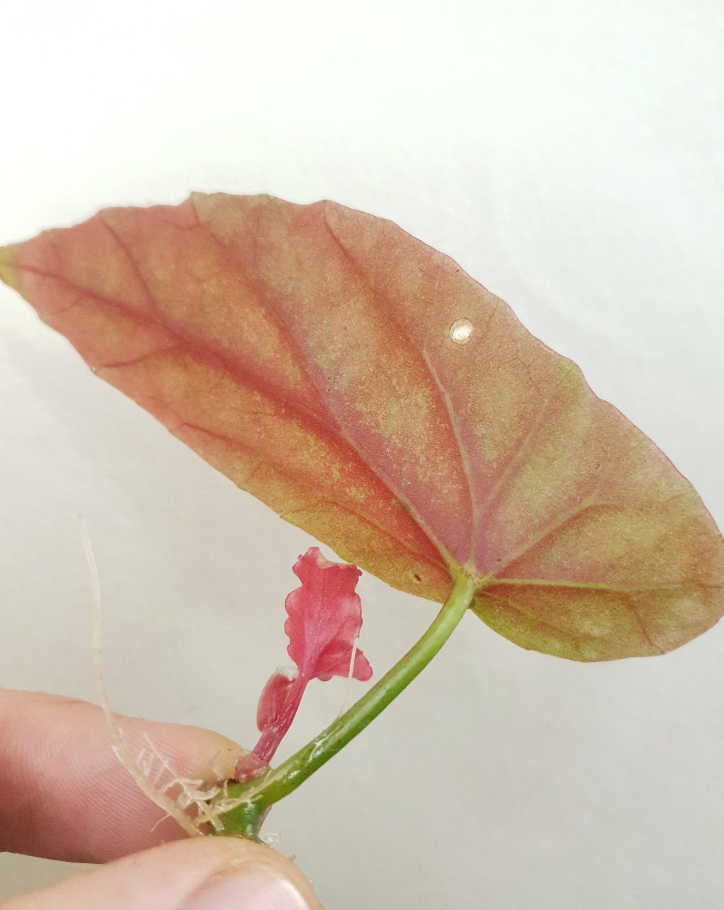 Begonia Maculata ~ Rooted Cutting