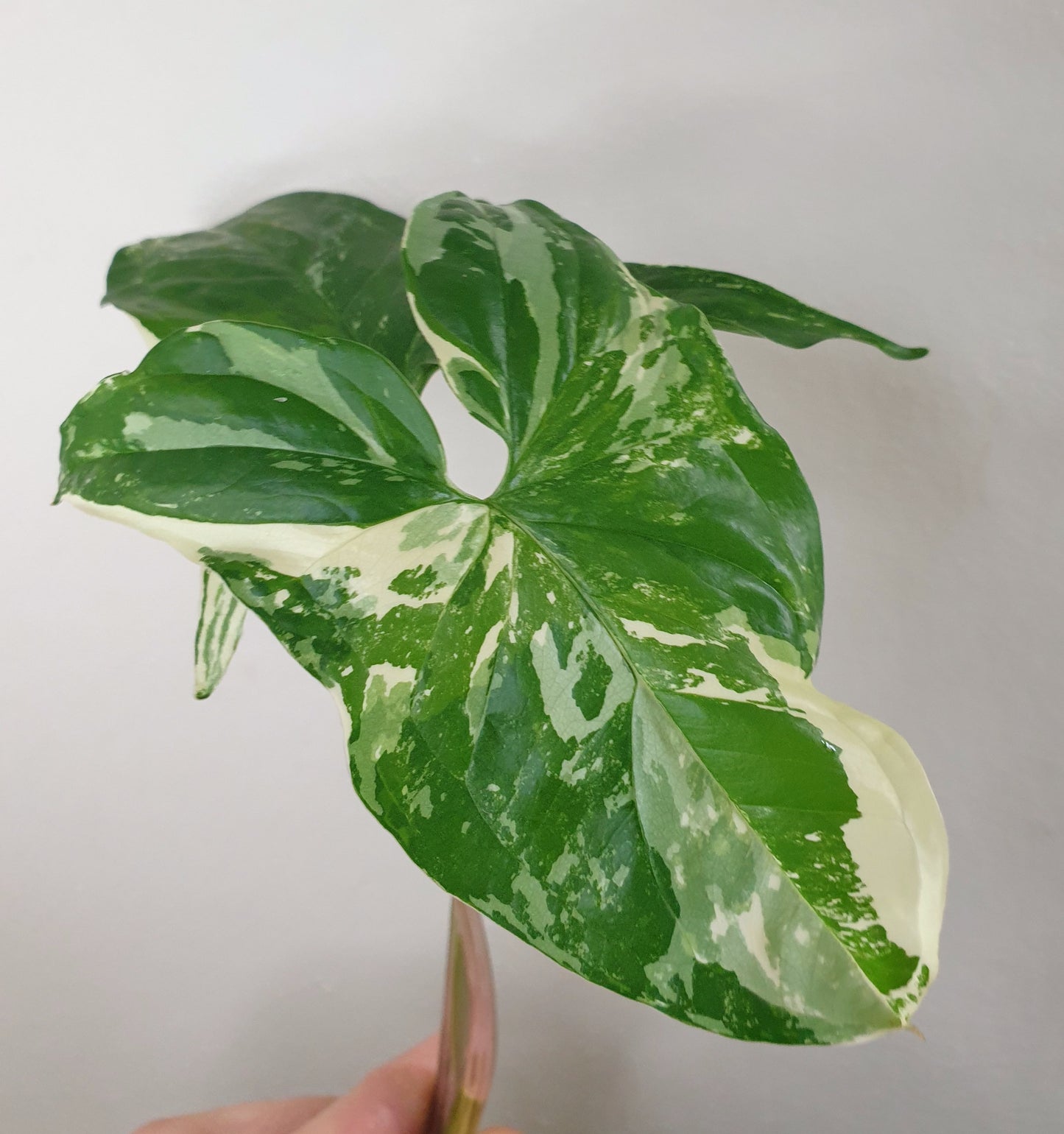 Syngonium podophyllum Variegata ~ Rooted Cutting