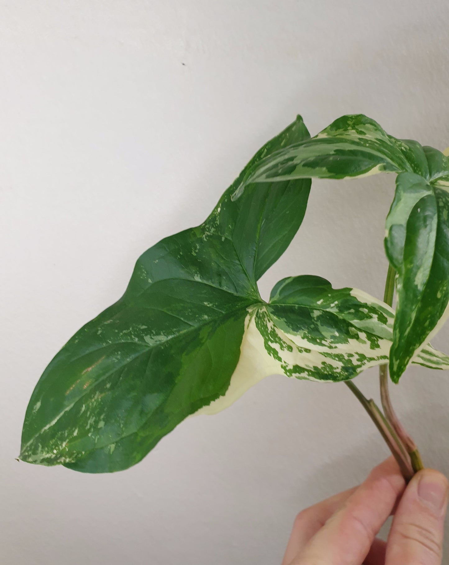 Syngonium podophyllum Variegata ~ Rooted Cutting