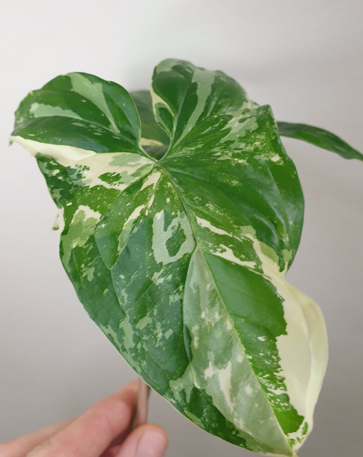 Syngonium podophyllum Variegata ~ Rooted Cutting