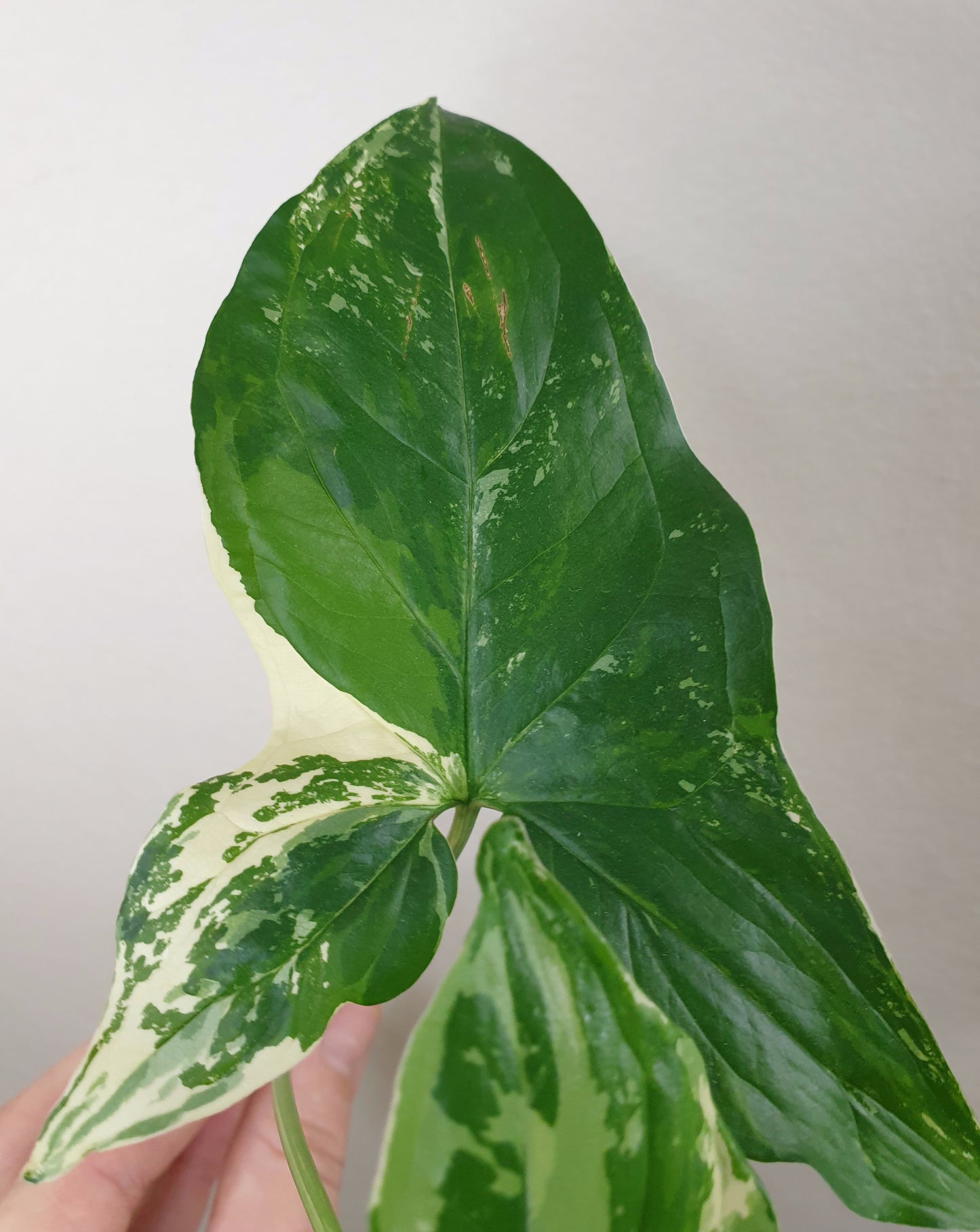 Syngonium podophyllum Variegata ~ Rooted Cutting