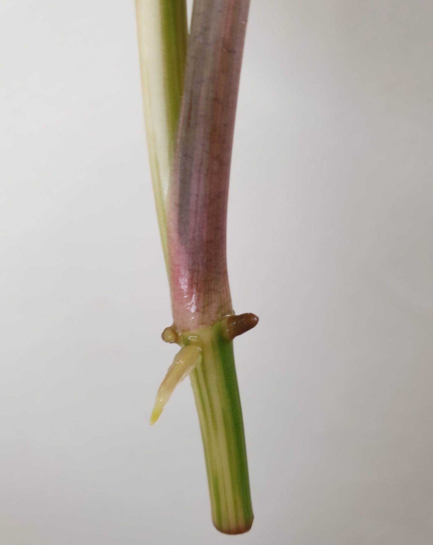 Syngonium podophyllum Variegata ~ Rooted Cutting