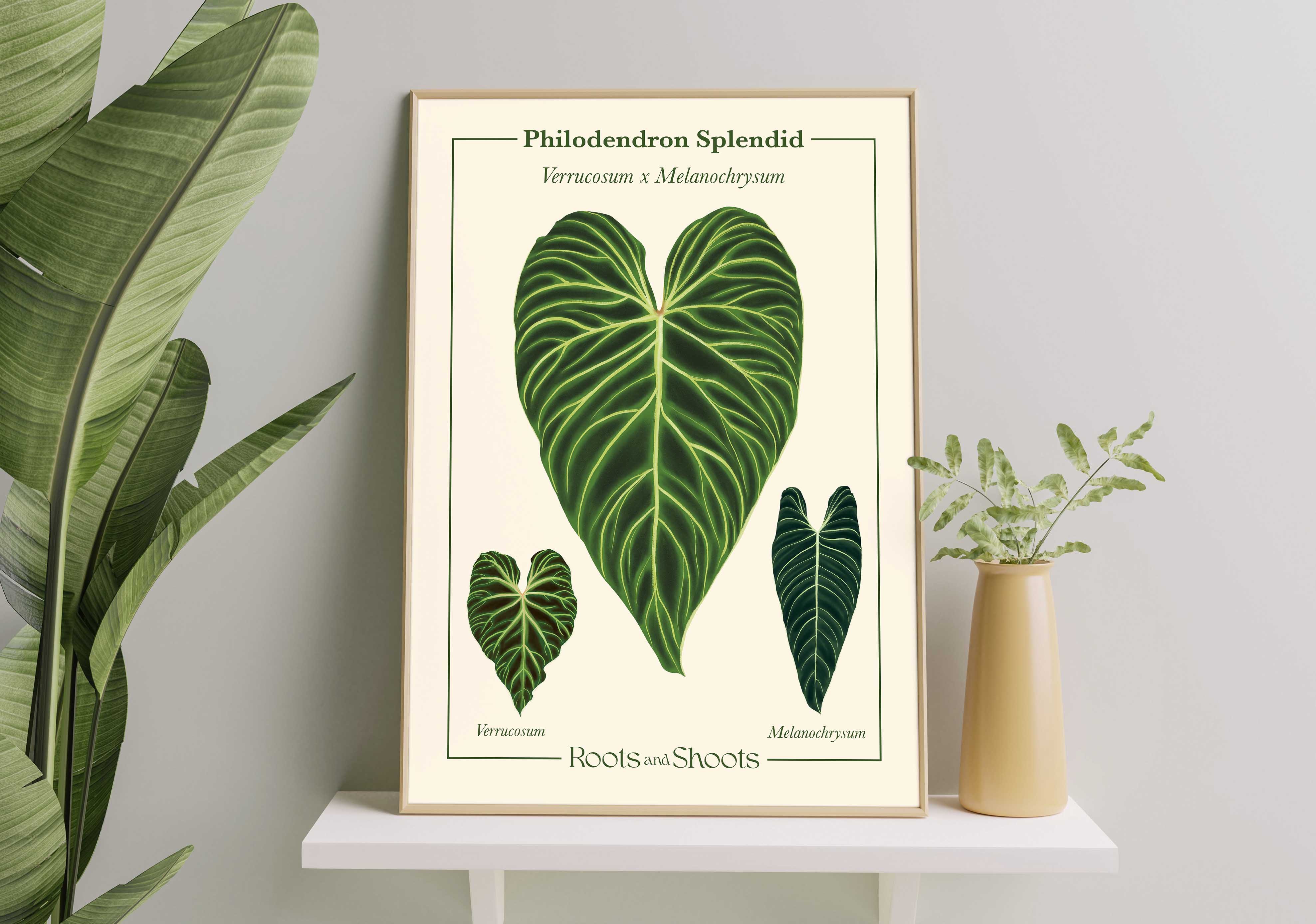 Philodendron Splendid buy (Philodendron Verrucosum x Melanochrysum)