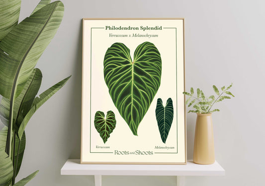 Philodendron Splendid – Verrucosum x Melanochrysum Digital Print