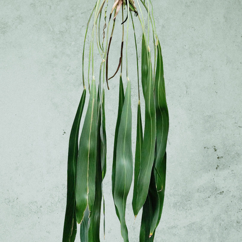 Anthurium Pendens