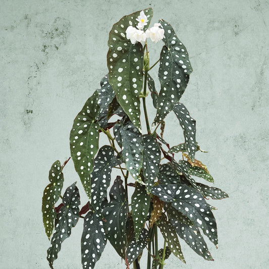 Begonia Maculata ~ Rooted Cutting