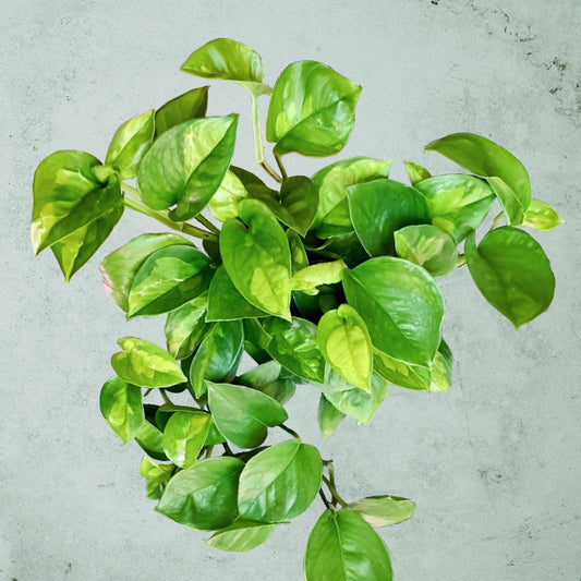 Epipremnum Pinnatum 'Global Green' ~ Rooted Cutting