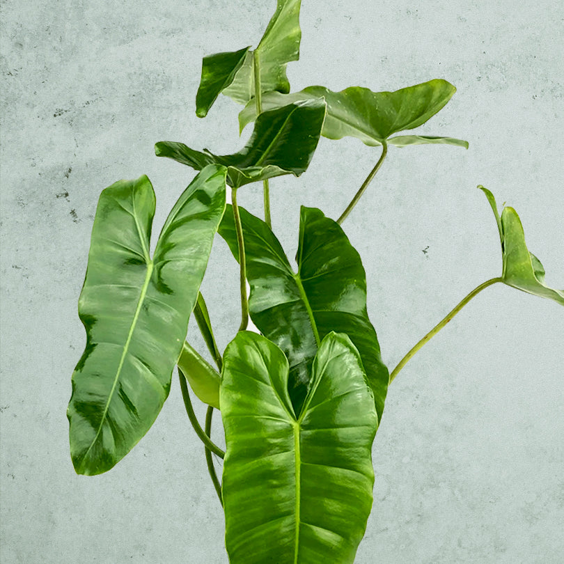 Philodendron Burle Marx ~ Rooted Cutting