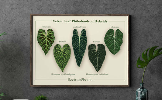 Philodendron Velvet Leaf Hybrids Digital Print