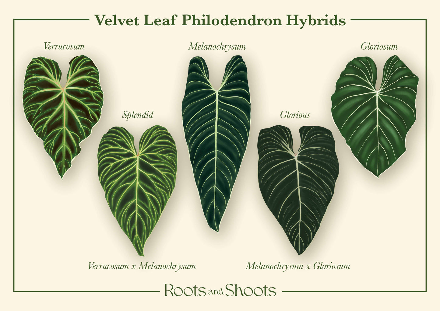 Philodendron Velvet Leaf Hybrids Digital Print