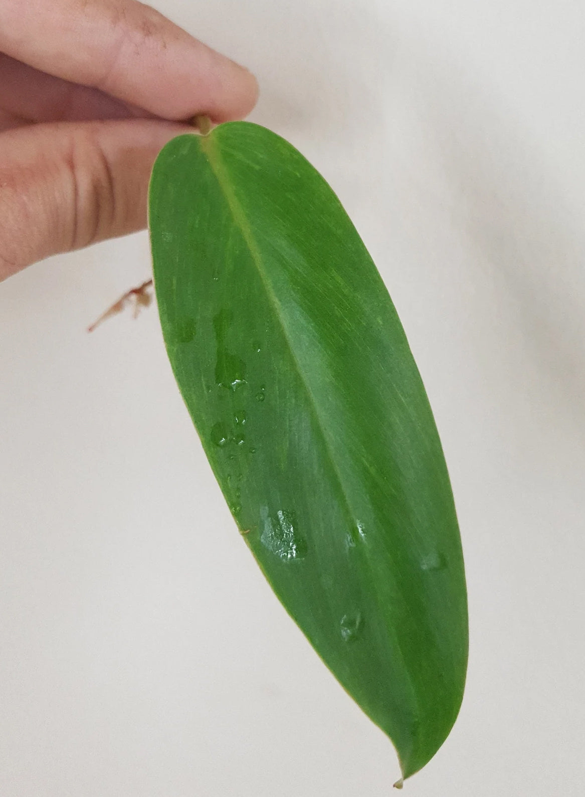 Philodendron Painted Lady ~ Rooted Cutting