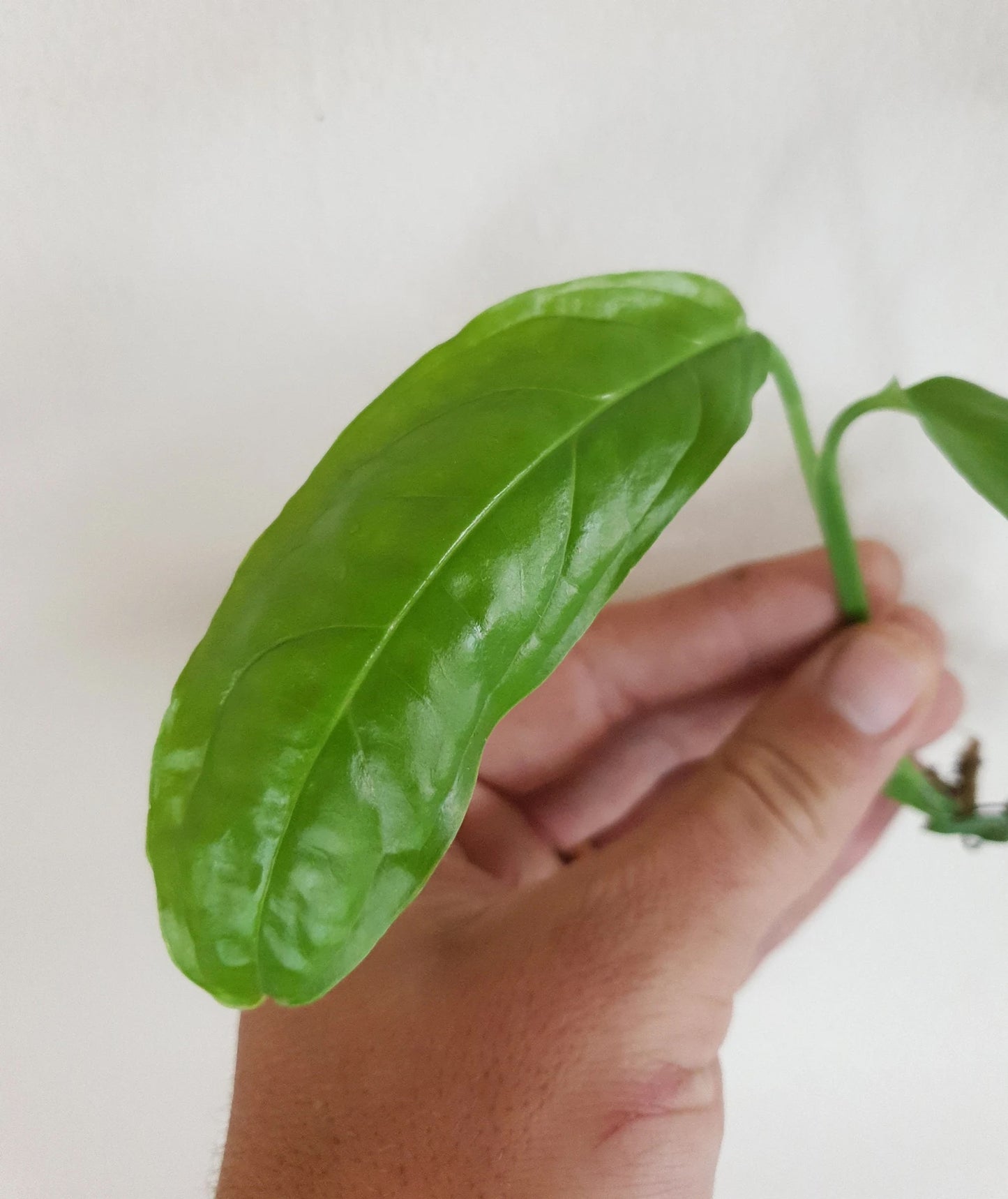 Monstera Obliqua Amazonas ~ Rooted Cutting