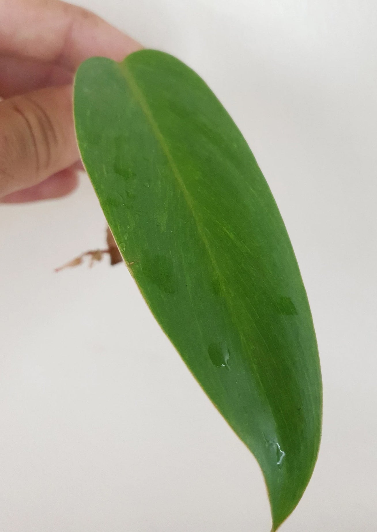 Philodendron Painted Lady ~ Rooted Cutting