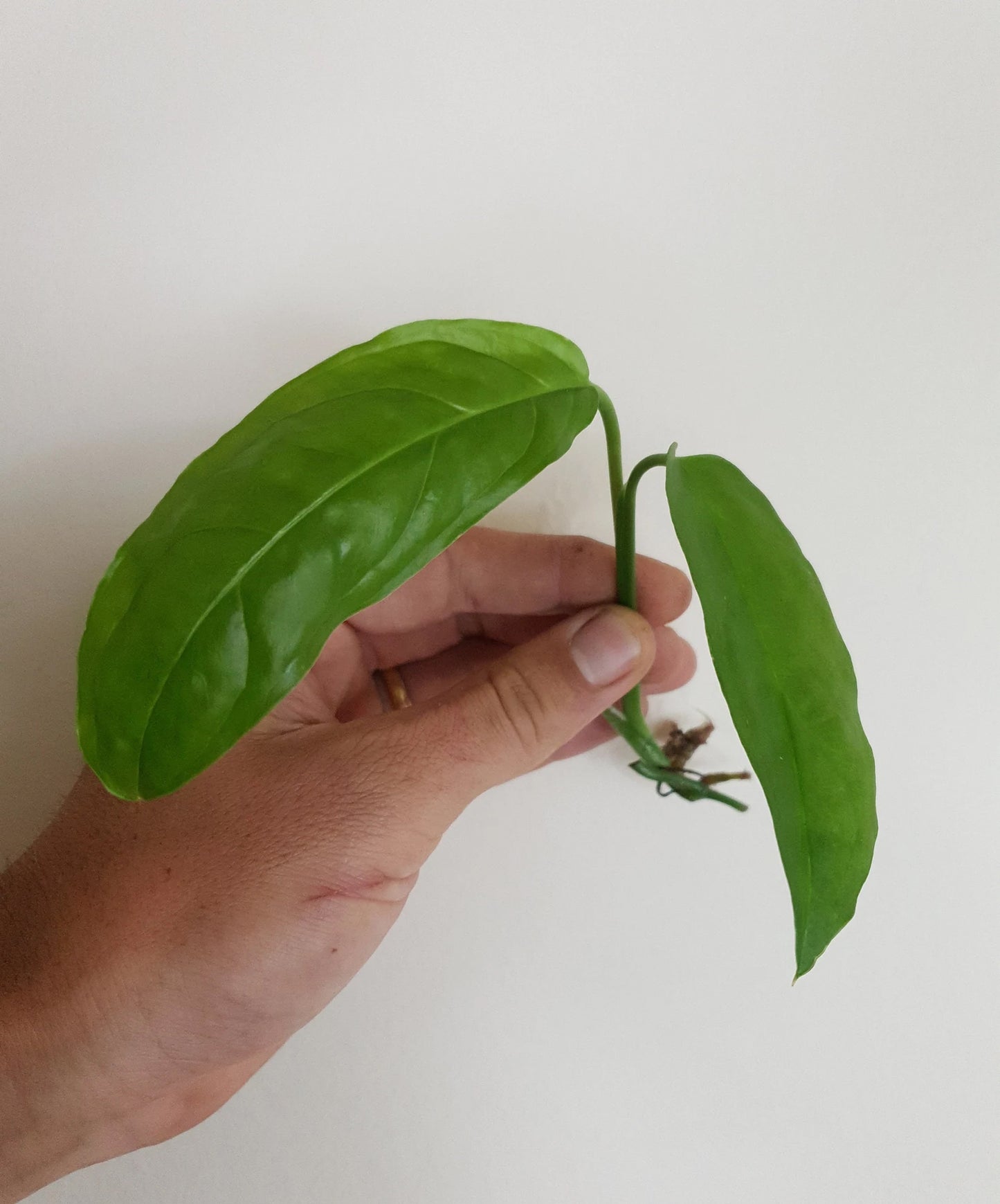 Monstera Obliqua Amazonas ~ Rooted Cutting