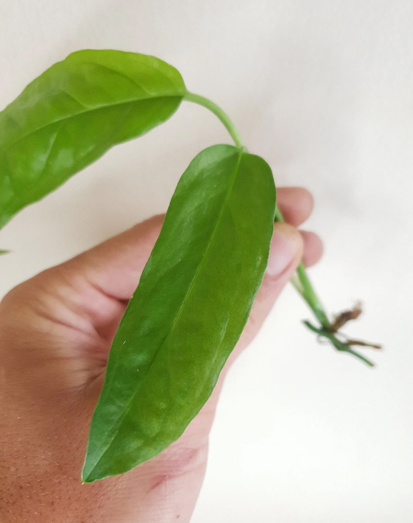 Monstera Obliqua Amazonas ~ Rooted Cutting