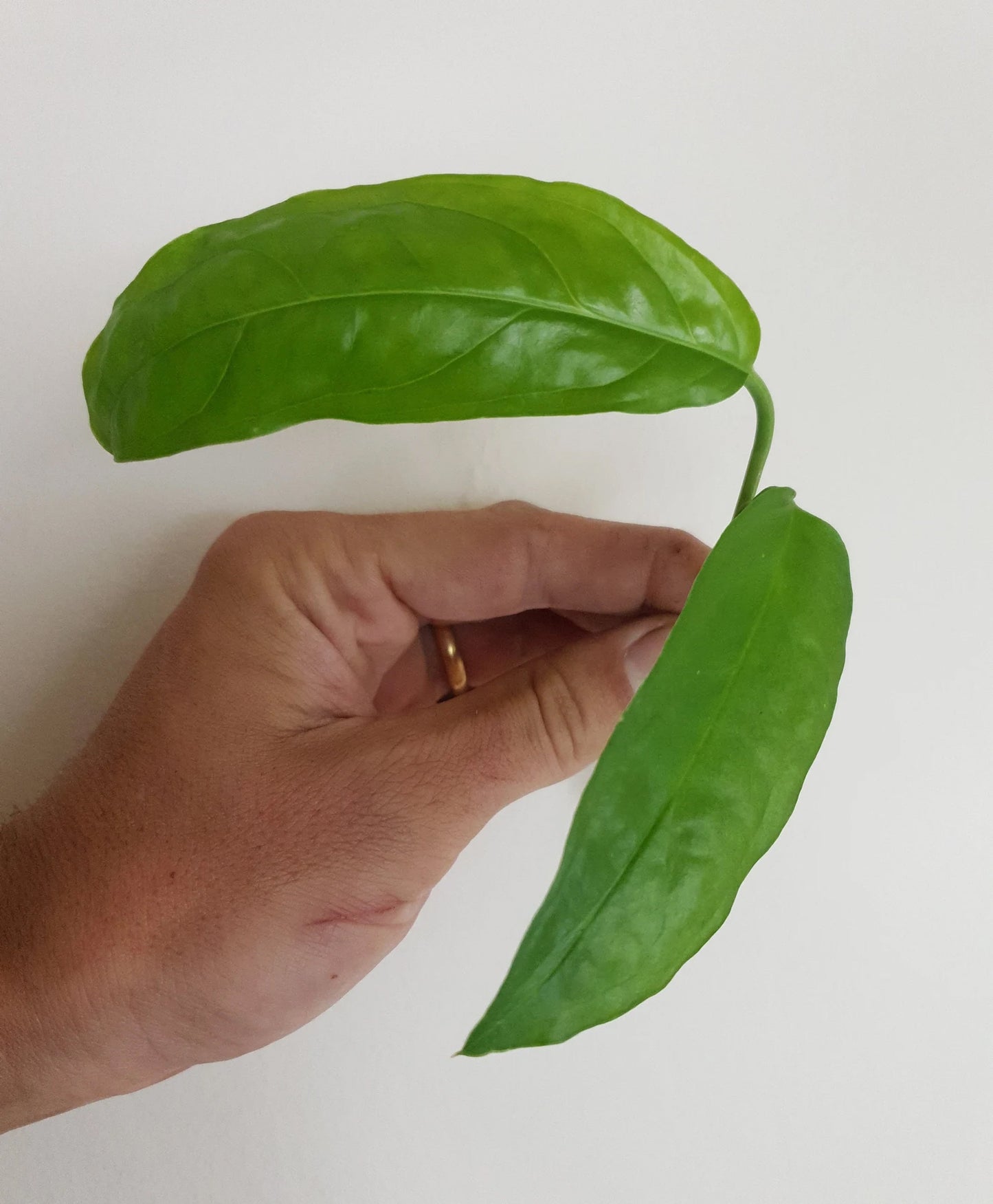 Monstera Obliqua Amazonas ~ Rooted Cutting