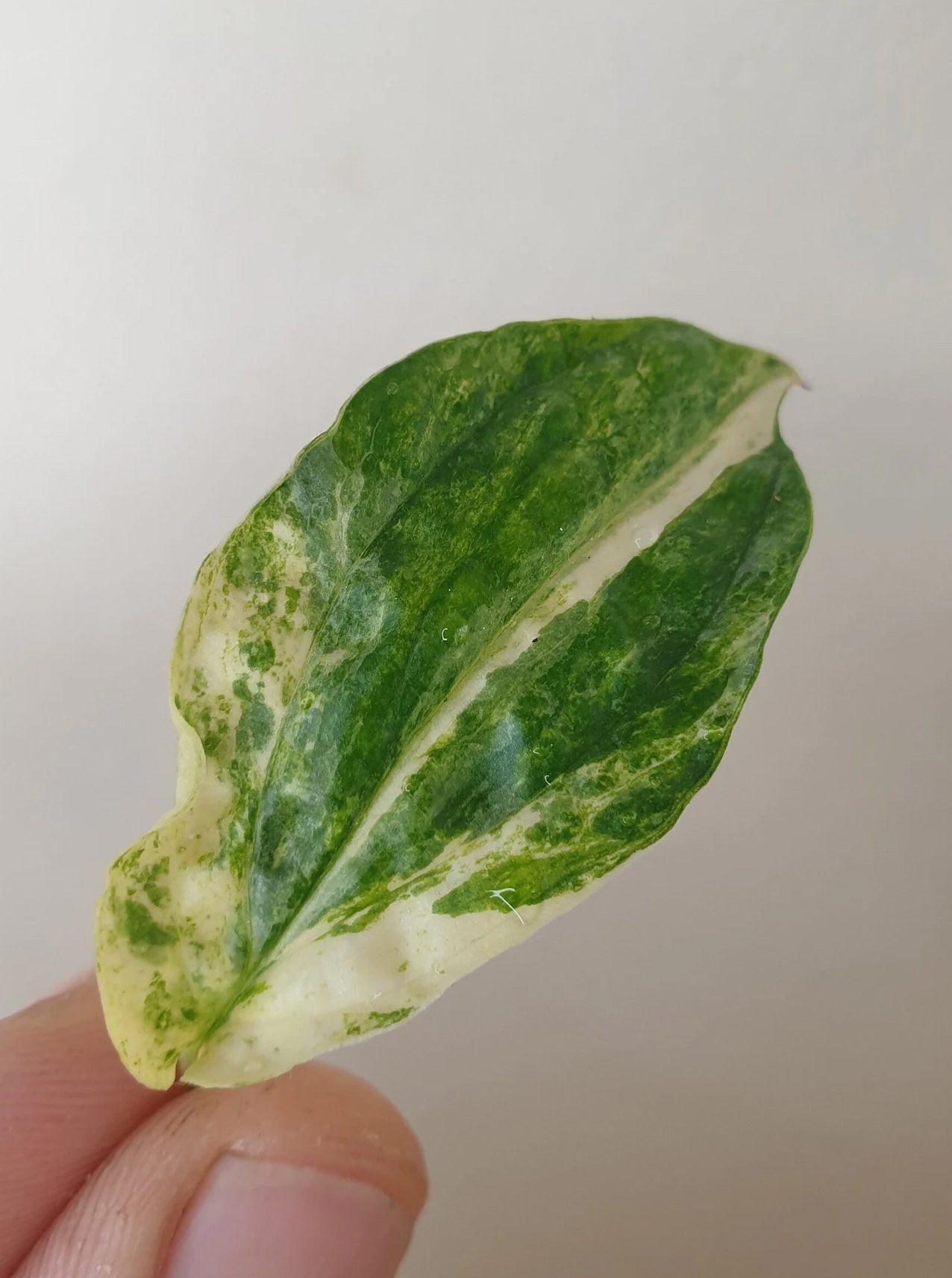 Amydrium Medium Variegata ~ Rooted Cutting