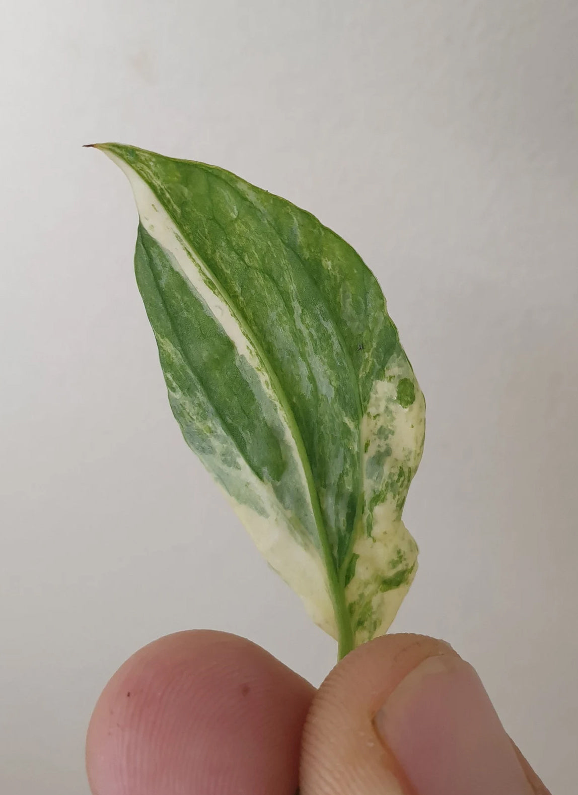 Amydrium Medium Variegata ~ Rooted Cutting