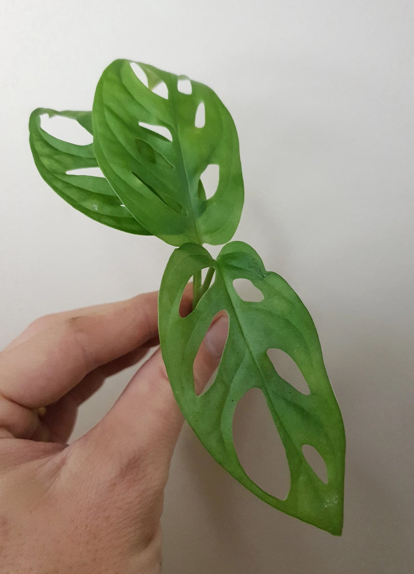 Monstera Adansonii ~ Rooted Cutting