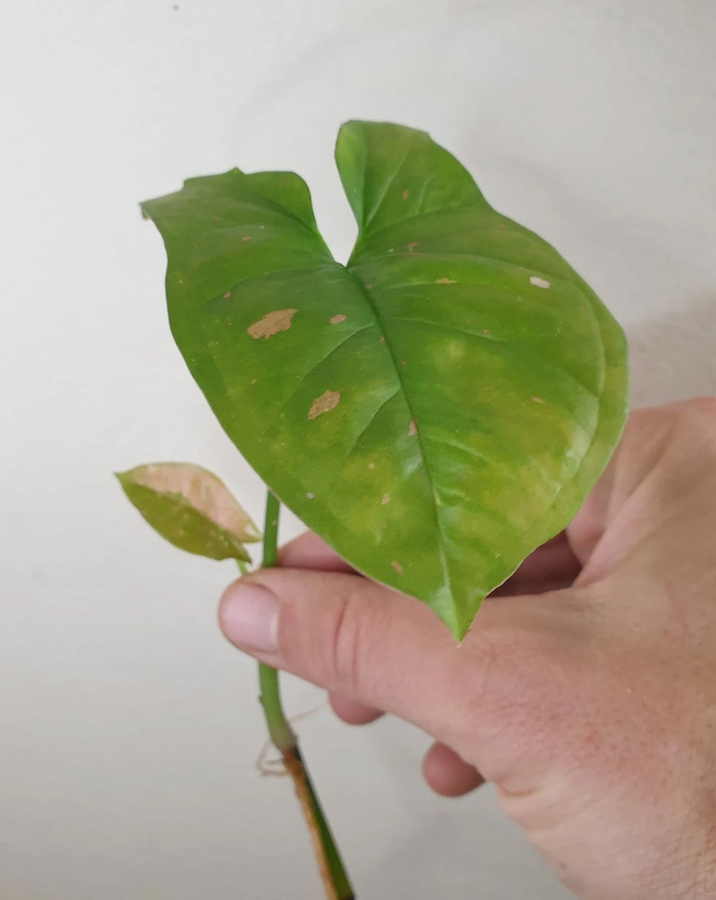 Syngonium podophyllum 'Pink Splash' ~ Rooted Cutting