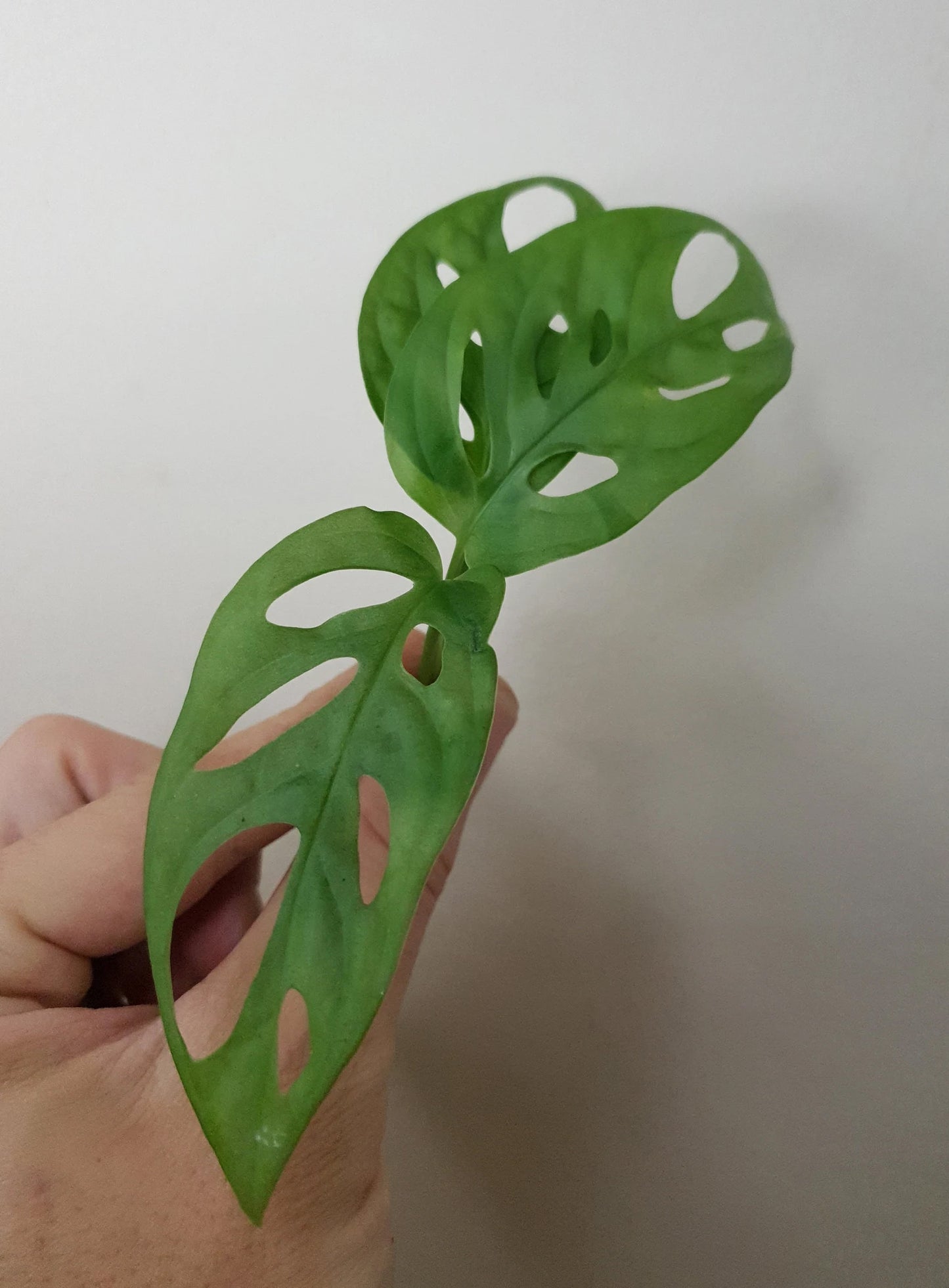 Monstera Adansonii ~ Rooted Cutting