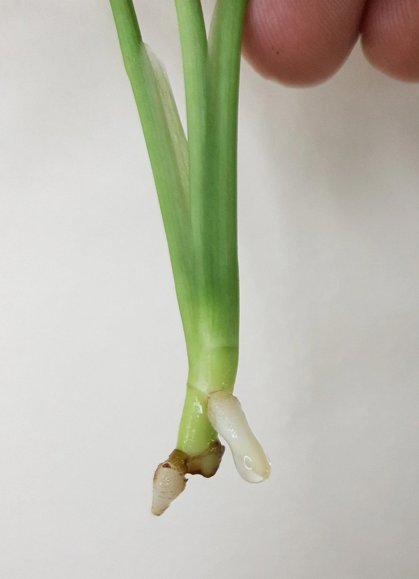 Monstera Adansonii ~ Rooted Cutting