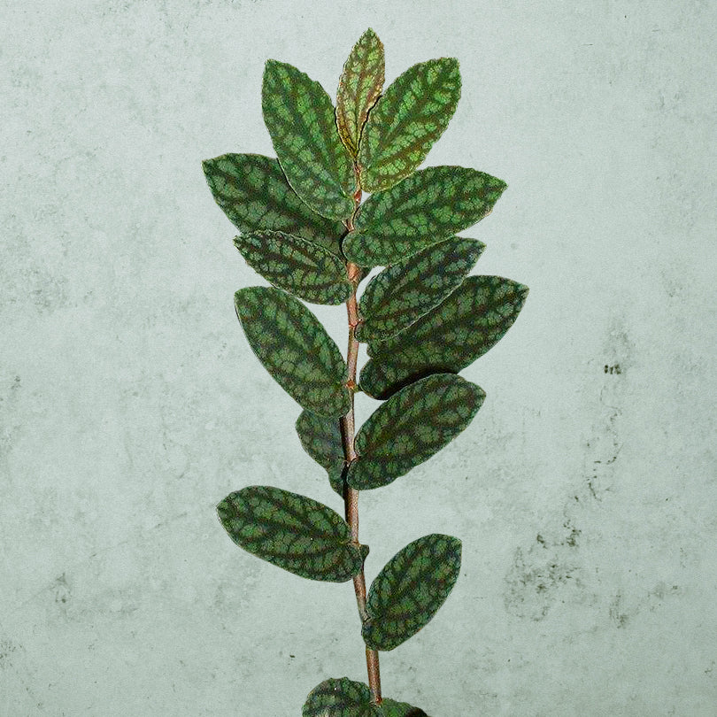 Pellionia Pulchra 'Watermelon Vine' ~ Rooted Cutting