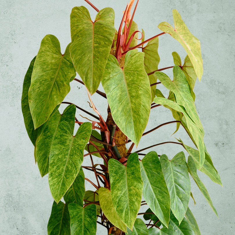 Philodendron Painted Lady ~ Rooted Cutting